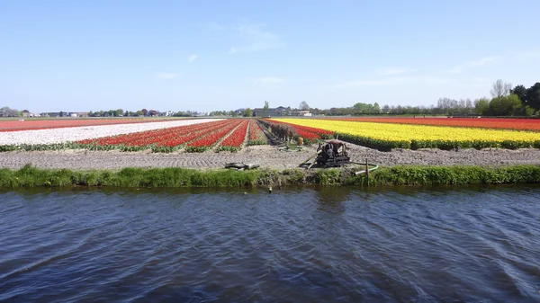 stock image Tulips feld