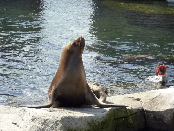 stock image Sea lion