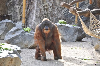 orangutan