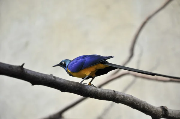 stock image Bird a titmouse