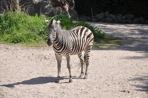 Burchells Zebra — Fotografia de Stock