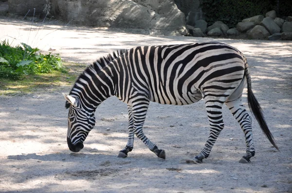 Burchells Zebra — Stok fotoğraf