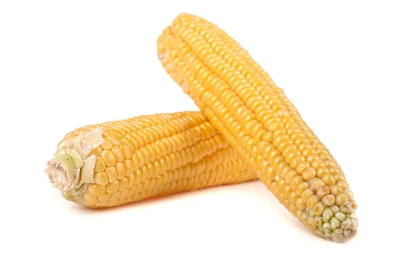 Кукуруза на белом — стоковое фото