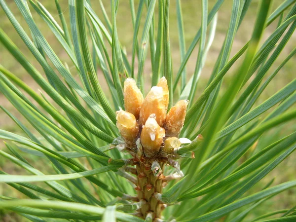 Pine branch Stock Image