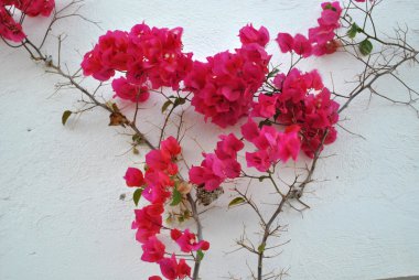 Bouganvillea