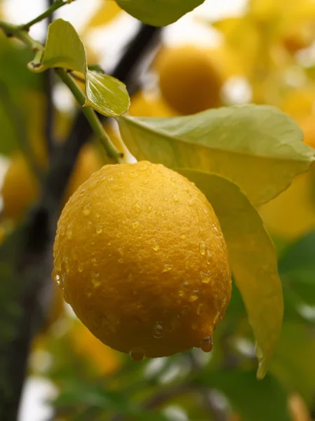 ツリー上のレモン — ストック写真