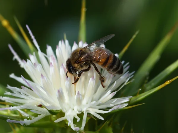 Μέλισσα και λευκό λουλούδι — Φωτογραφία Αρχείου