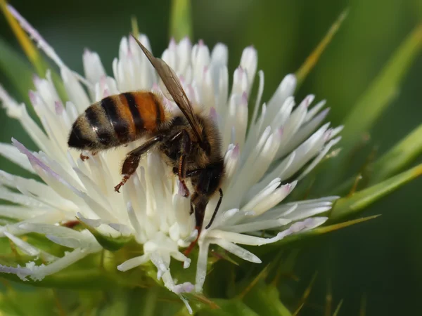 Méh és a fehér virág — Stock Fotó