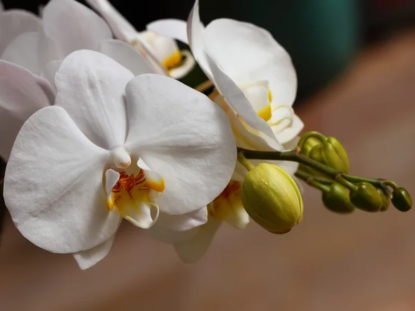 Tropische Blumen — Stockfoto