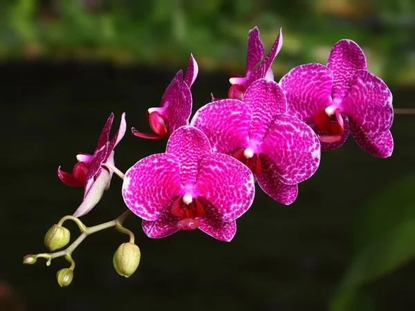 Tropische Blumen — Stockfoto