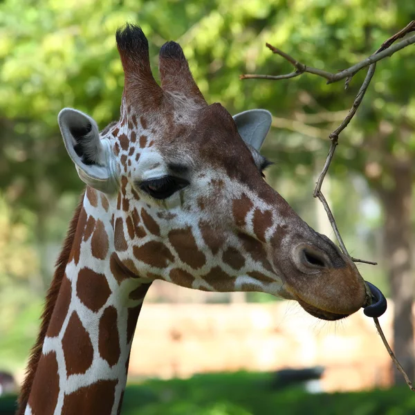 Almoço de uma girafa — Fotografia de Stock