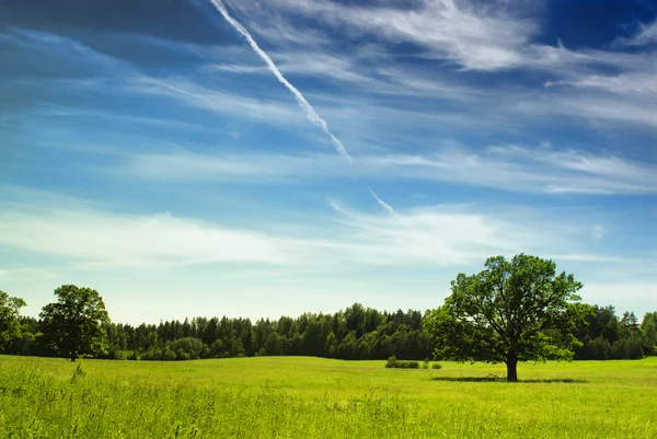 stock image Oak Tree in summer