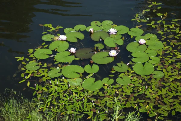 물 lillies — 스톡 사진