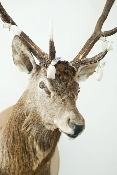 鹿の頭の白い背景で隔離 — ストック写真