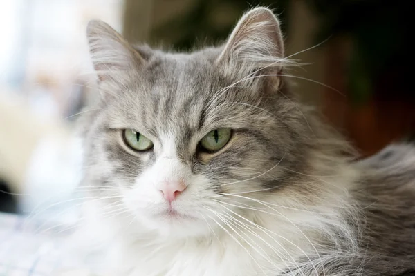 stock image Face of adult tabby cat