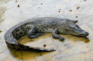 Wildlife crocodile clipart