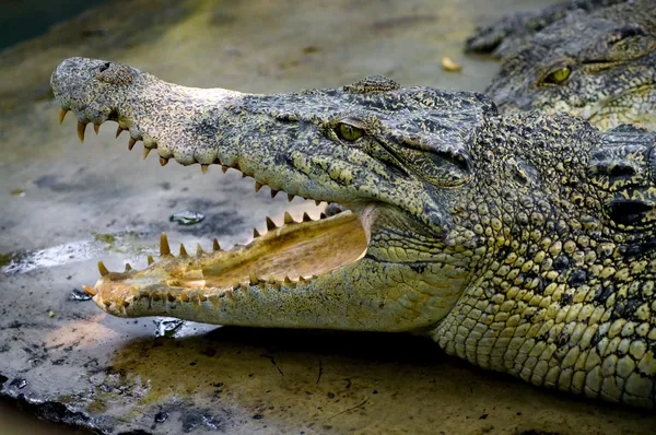 Krokodýli na farmě — Stock fotografie