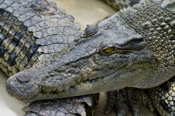 Close-up van een krokodil — Stockfoto