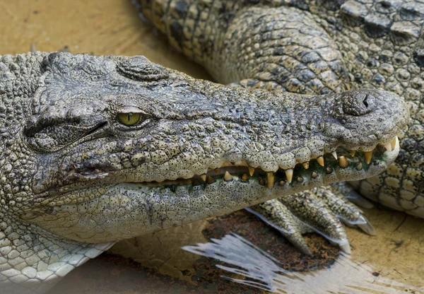 Closeup nebezpečného krokodýla — Stock fotografie