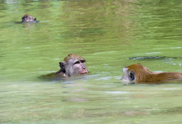 Monkey bathes in the water — Stock Photo, Image