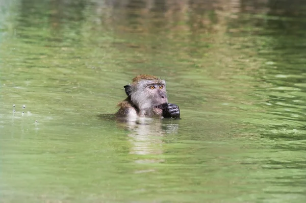 猴子沐浴 — 图库照片