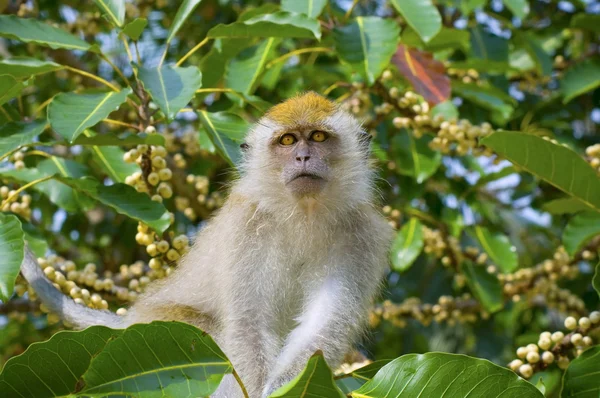 Mono en el bosque —  Fotos de Stock