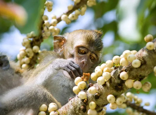 猴子吃水果 — 图库照片