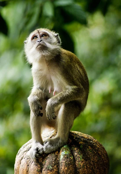 Perto de um macaco — Fotografia de Stock