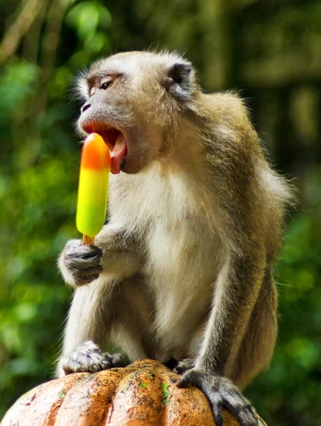 Macaco comendo sorvete — Fotografia de Stock