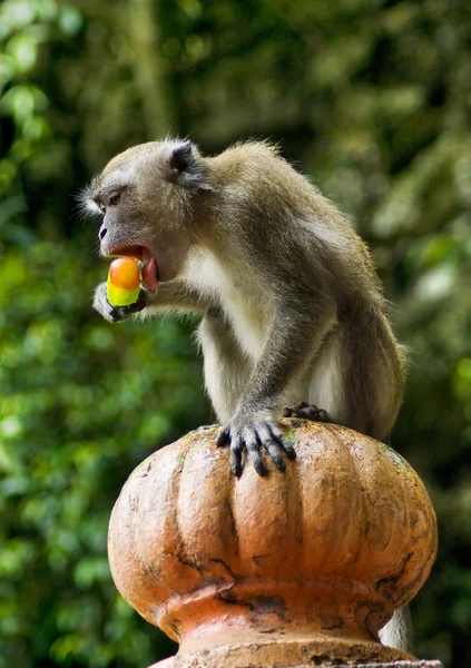 원숭이 먹는 아이스크림 — 스톡 사진