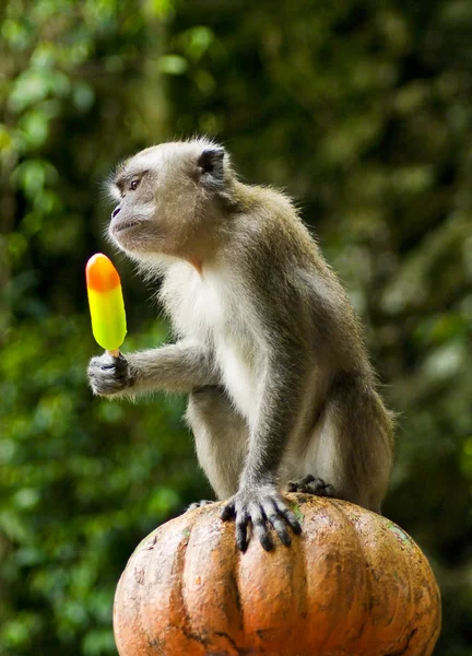 Monkey eating ice cream — Stock Photo, Image