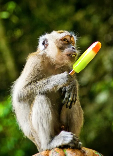 Dondurma yiyen maymun — Stok fotoğraf