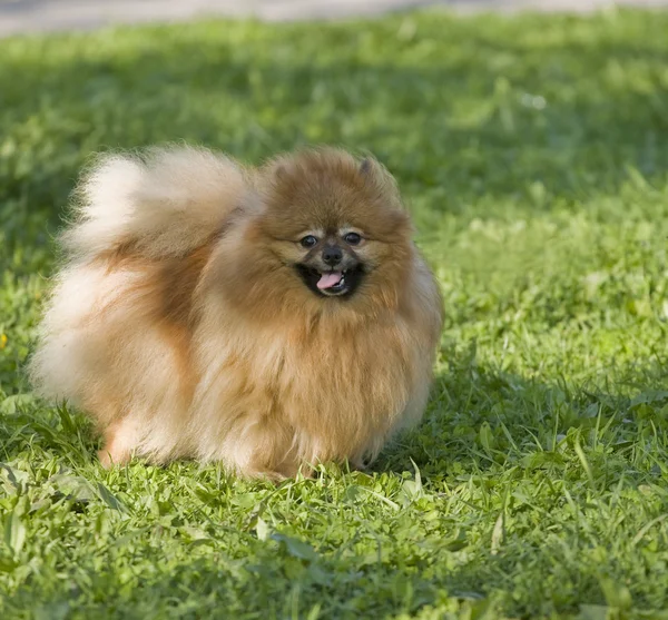 Špic Pomeranian — Stock fotografie