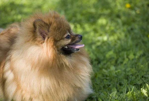 Špic Pomeranian portrét — Stock fotografie