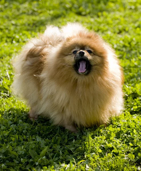 Pomeranian spitz — Stock Photo, Image