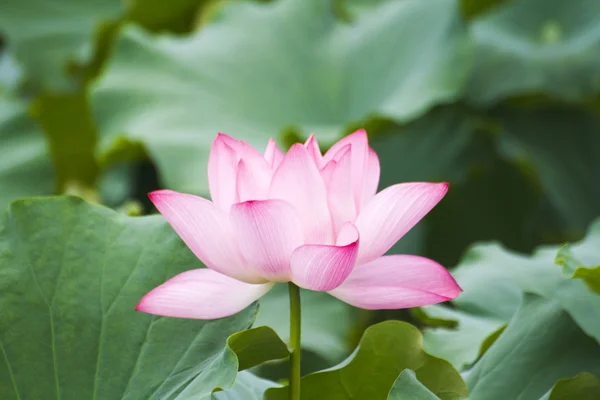 Close-up lotus blossom - waterlily — Stock Photo, Image