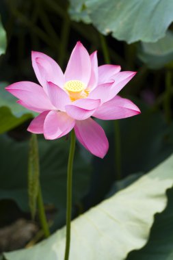Lotus çiçeği.