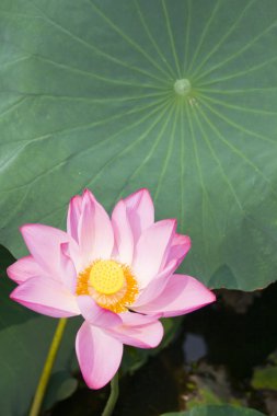 Lotus çiçeği.