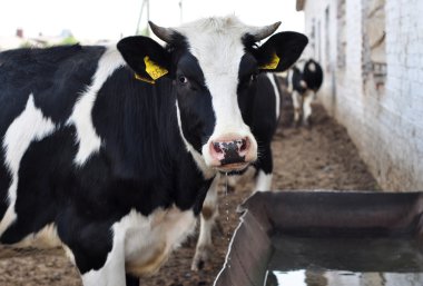 The cow on a farm drinks water clipart