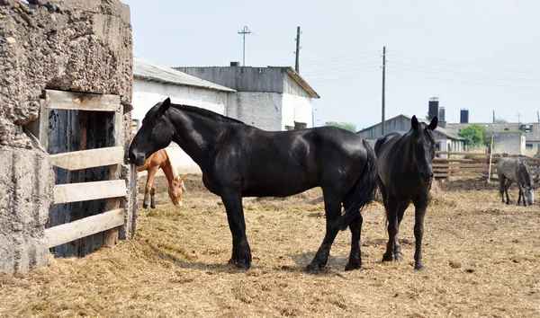 Paarden op een boerderij — Stockfoto