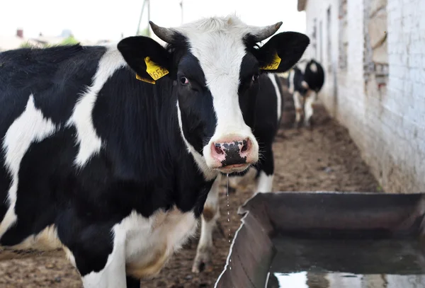 La vaca en una granja bebe agua Imagen de archivo