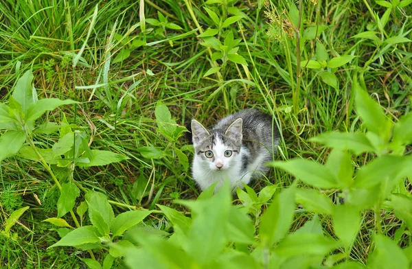 Çim de kedi