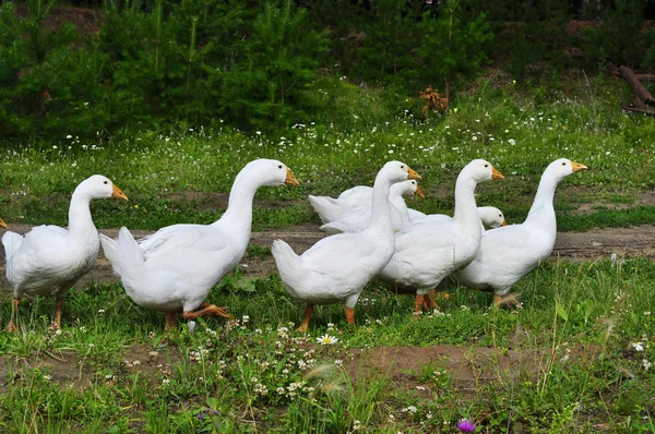 Grupo de gansos . — Fotografia de Stock