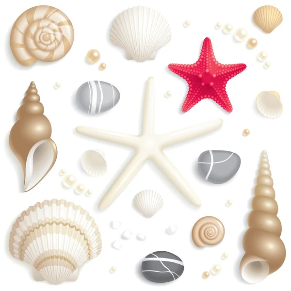 Conjunto de conchas marinas Ilustraciones de stock libres de derechos