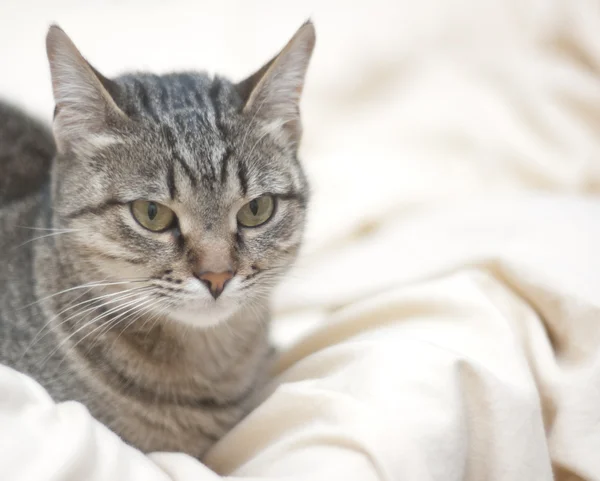 stock image Tabby cat