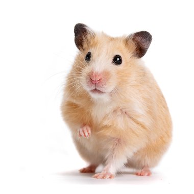 Hamster clipart