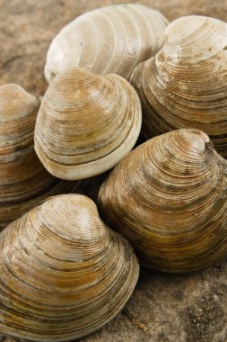 Fresh Littleneck Clams clipart