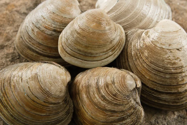 Närbild på littleneck musslor — Stockfoto