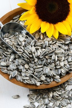 Sunflower Seeds in the Hull clipart