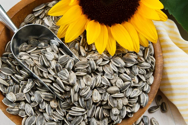 Closeup slunečnicových semen — Stock fotografie